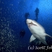 shark_tiger_sand_atlas_h_0284_nca0742.jpg